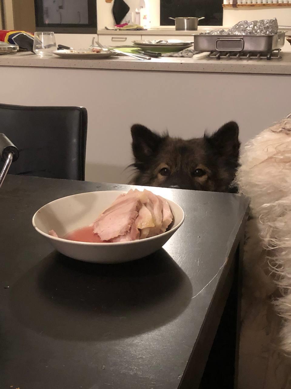 Eurasier Arachuns Hinata billede 1