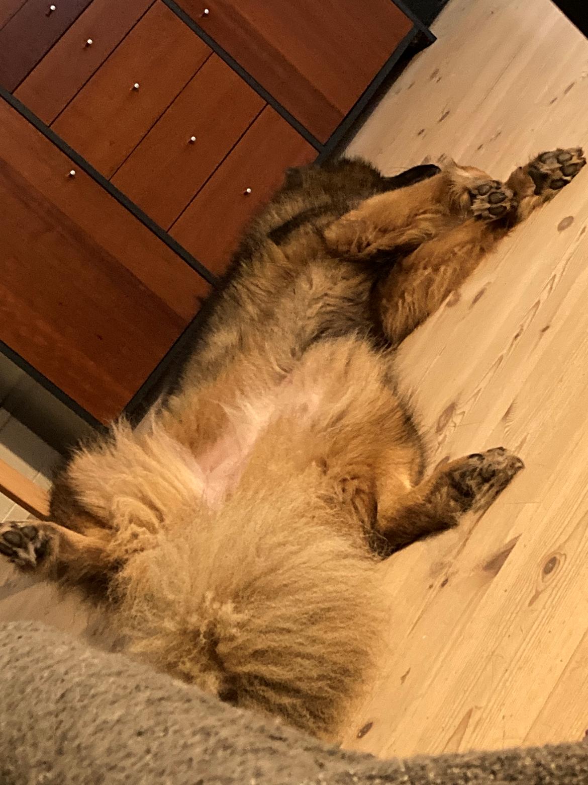 Eurasier Arachuns Hinata billede 2