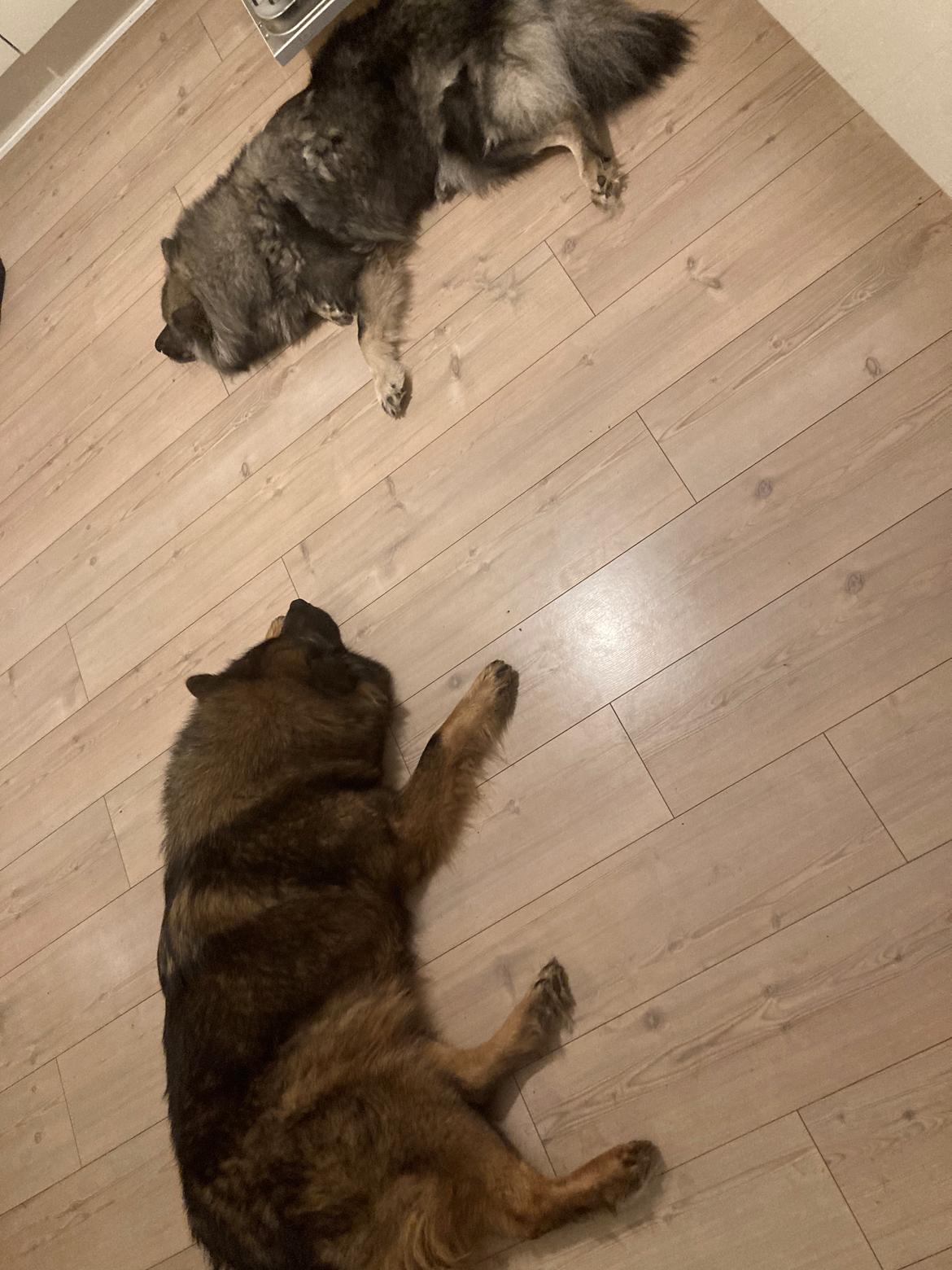 Eurasier Arachuns Hinata billede 3