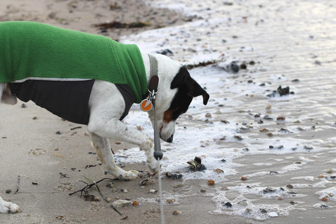 Dansk svensk gaardhund Norbert billede 8