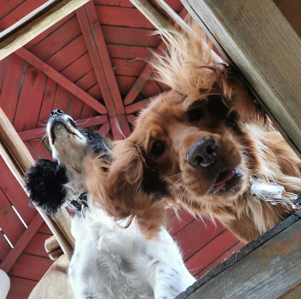 Field Trial Cockerspaniel Kapow  29 juni 2020 - Januar 2022 billede 25