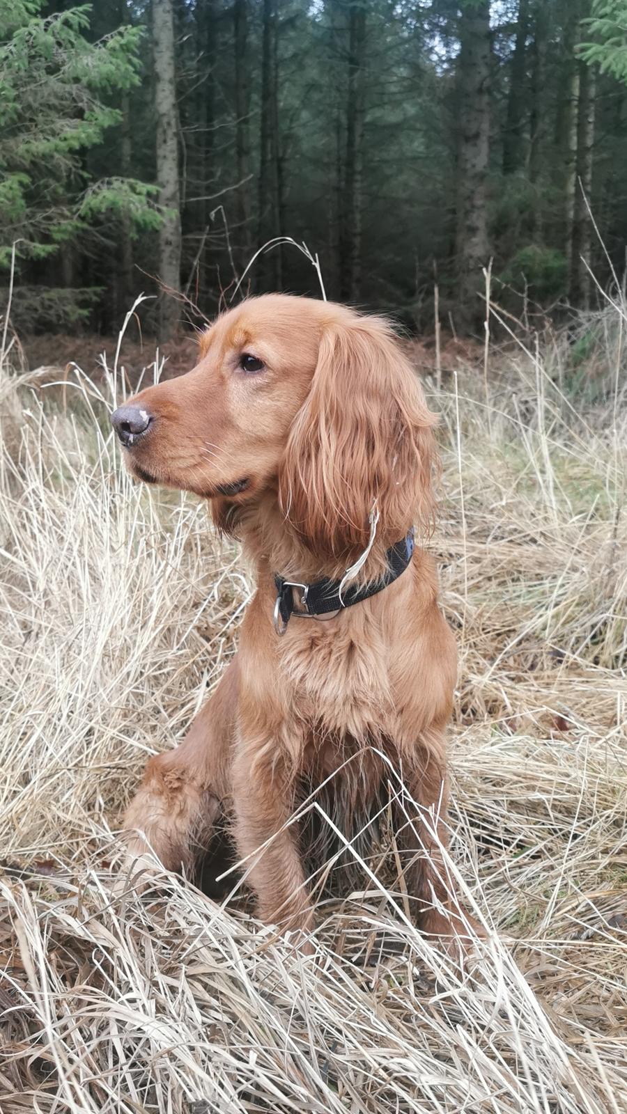 Field Trial Cockerspaniel Kapow  29 juni 2020 - Januar 2022 billede 26
