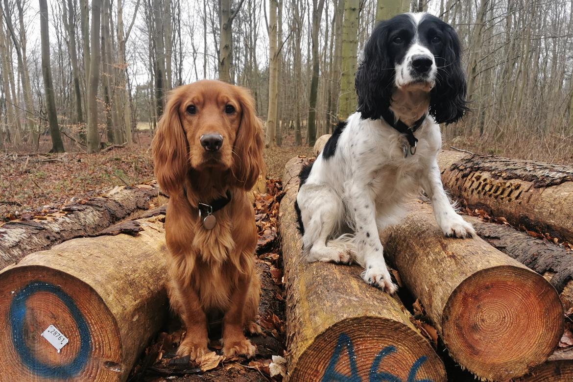 Field Trial Cockerspaniel Kapow  29 juni 2020 - Januar 2022 billede 27