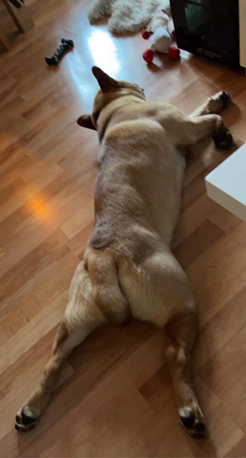 Blanding af racer Alfred billede 4