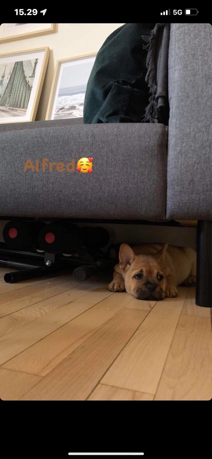 Blanding af racer Alfred billede 3