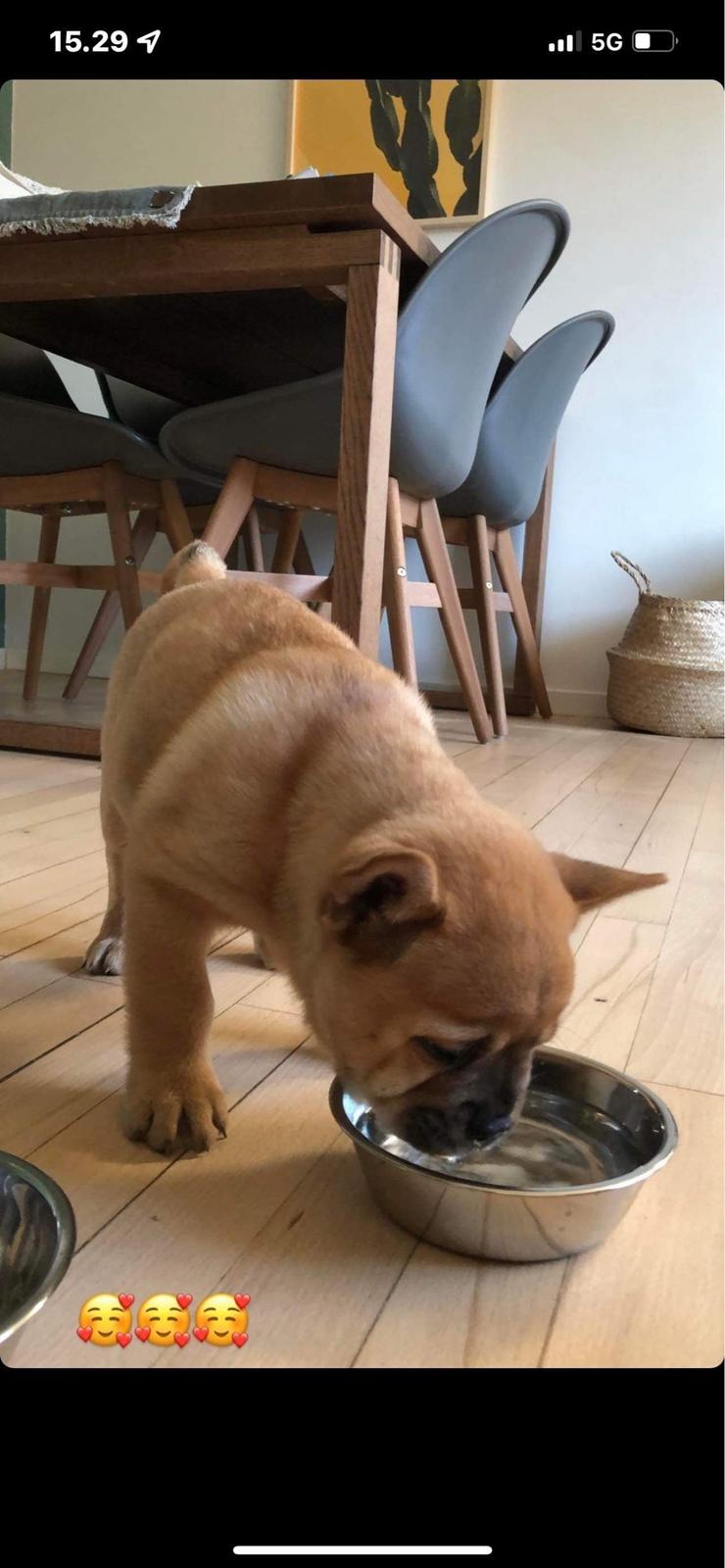 Blanding af racer Alfred billede 2