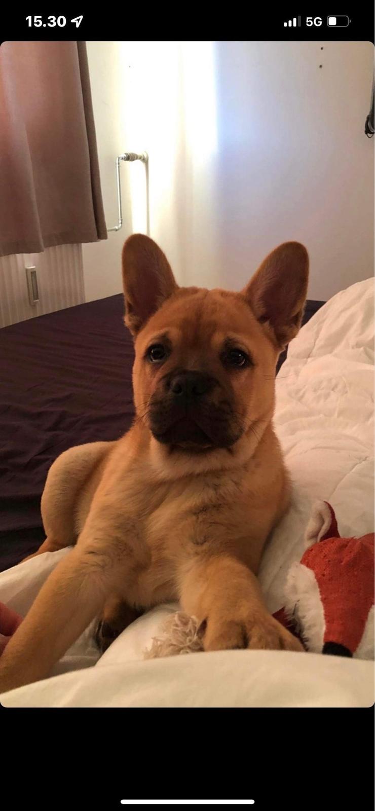 Blanding af racer Alfred billede 1