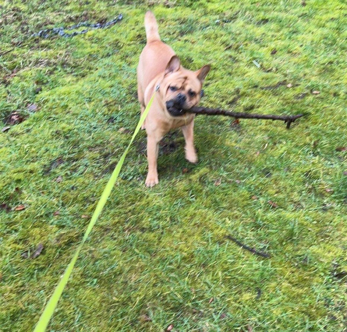 Blanding af racer Alfred billede 5