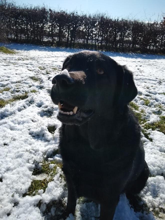Labrador retriever Balder billede 3