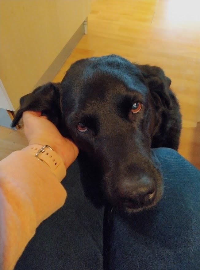 Labrador retriever Balder billede 6