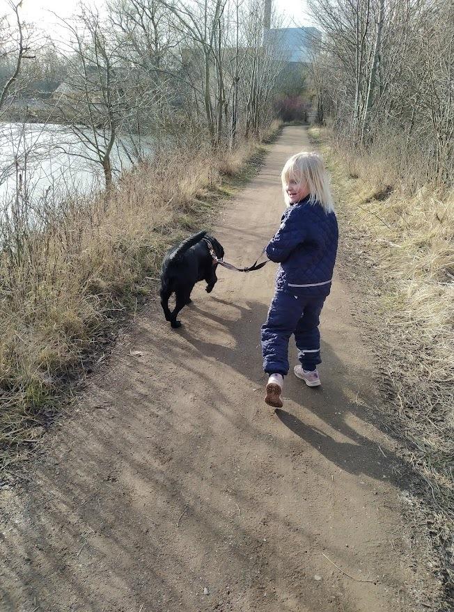 Labrador retriever Balder billede 7