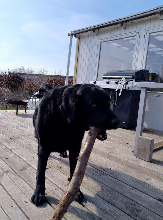 Labrador retriever Balder billede 8