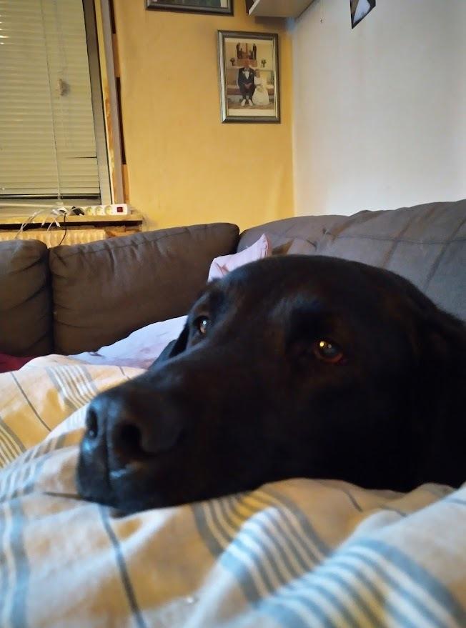 Labrador retriever Balder billede 10