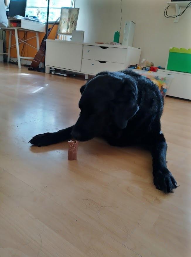 Labrador retriever Balder billede 13