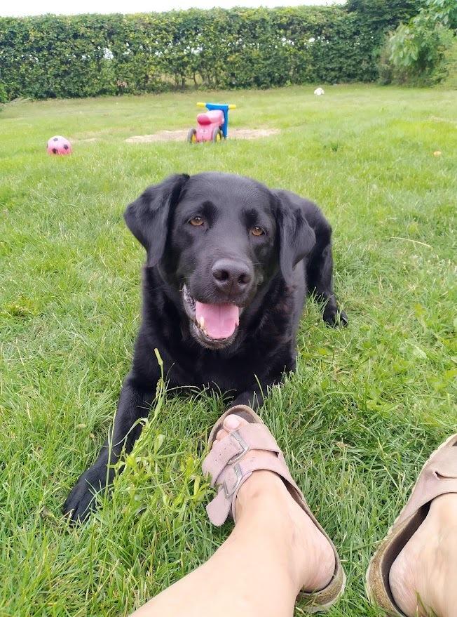 Labrador retriever Balder billede 15