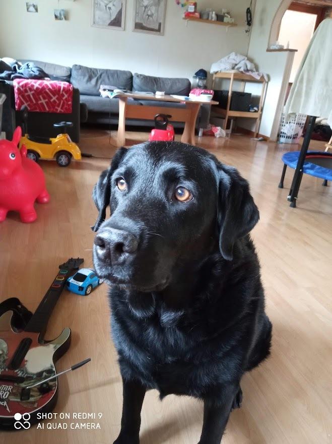 Labrador retriever Balder billede 16