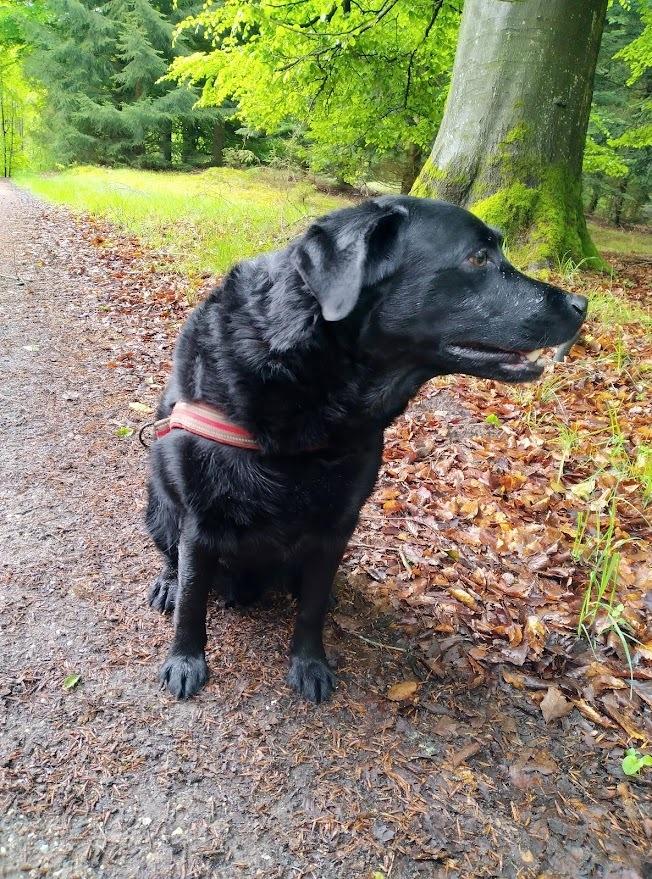 Labrador retriever Balder billede 12