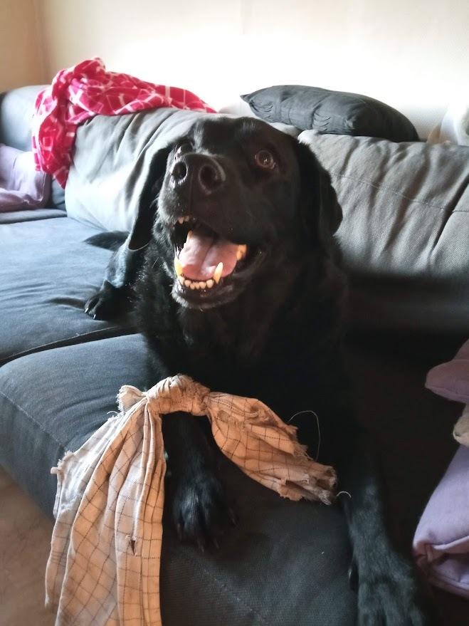 Labrador retriever Balder billede 17