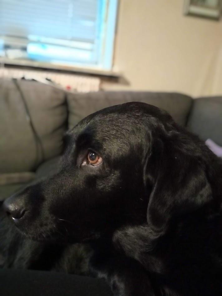 Labrador retriever Balder billede 19