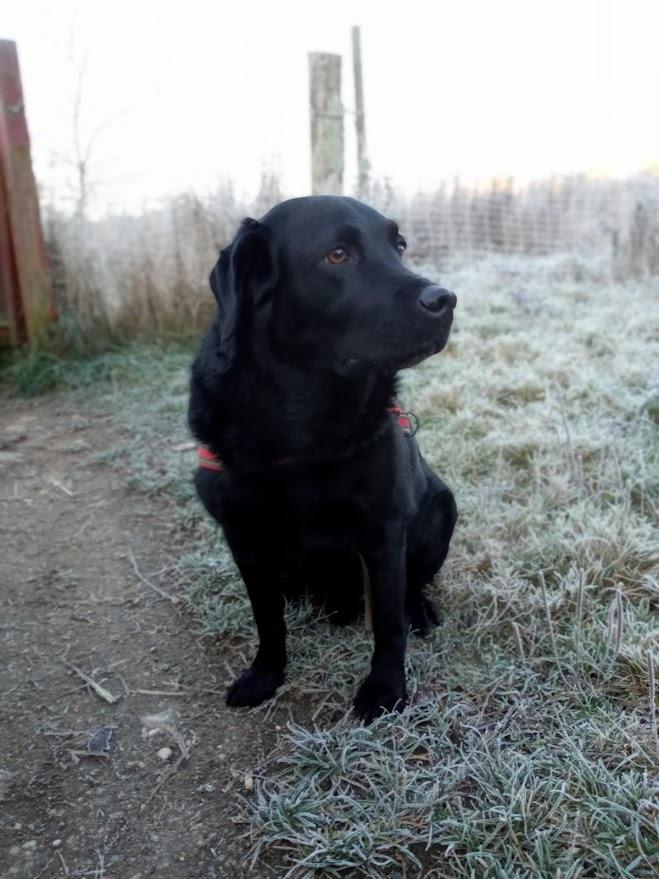 Labrador retriever Balder billede 18
