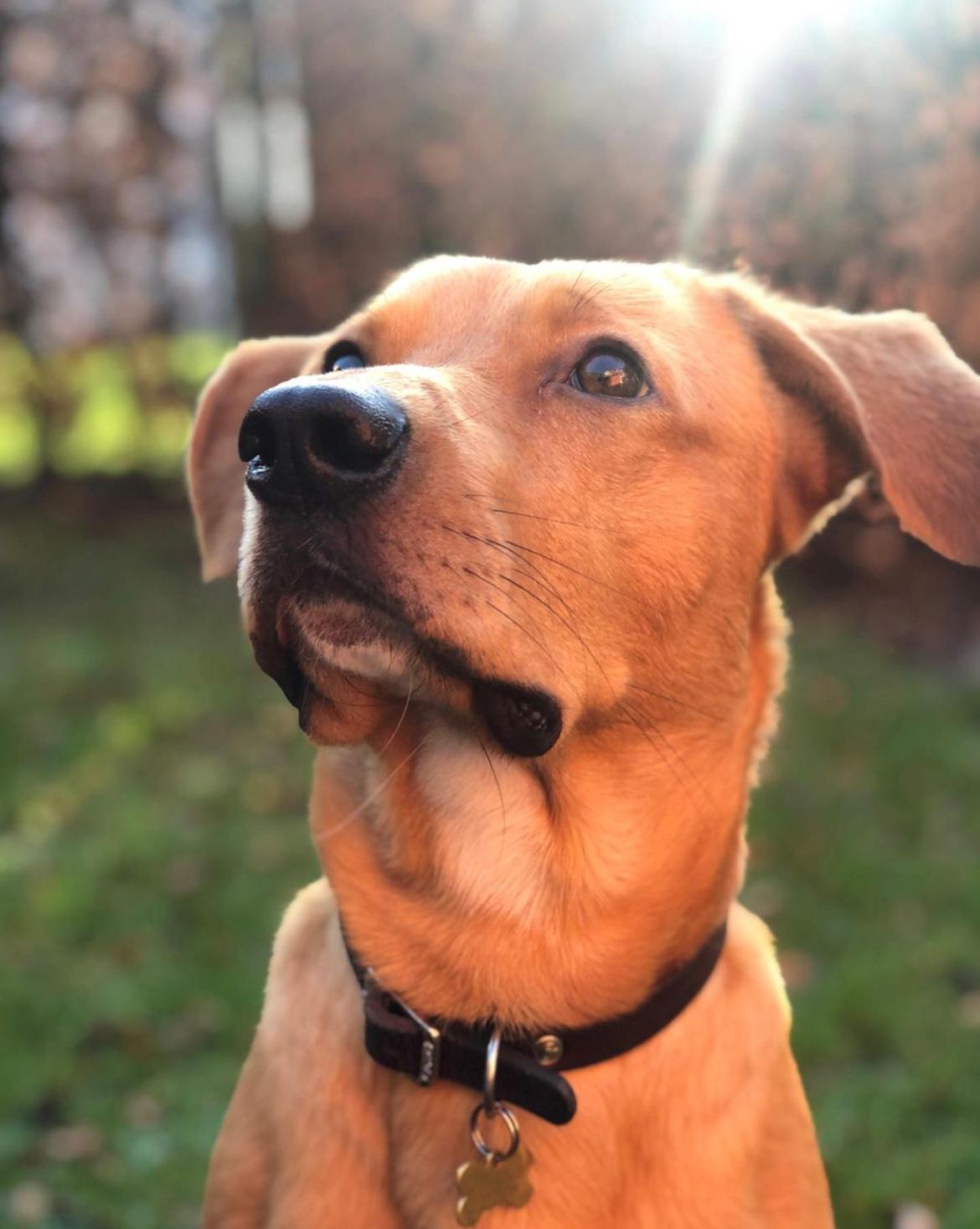 Blanding af racer Robbie billede 2