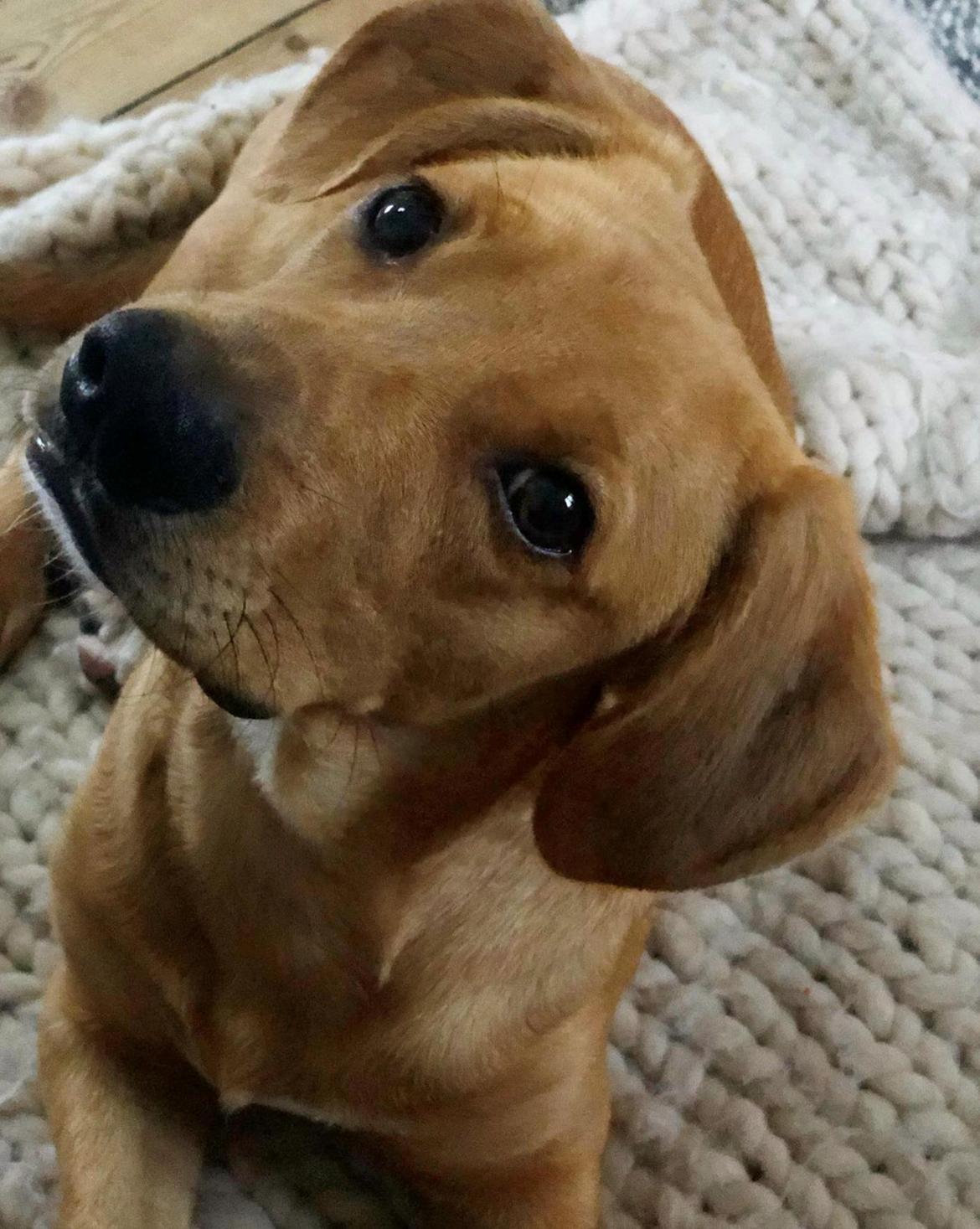 Blanding af racer Robbie billede 5