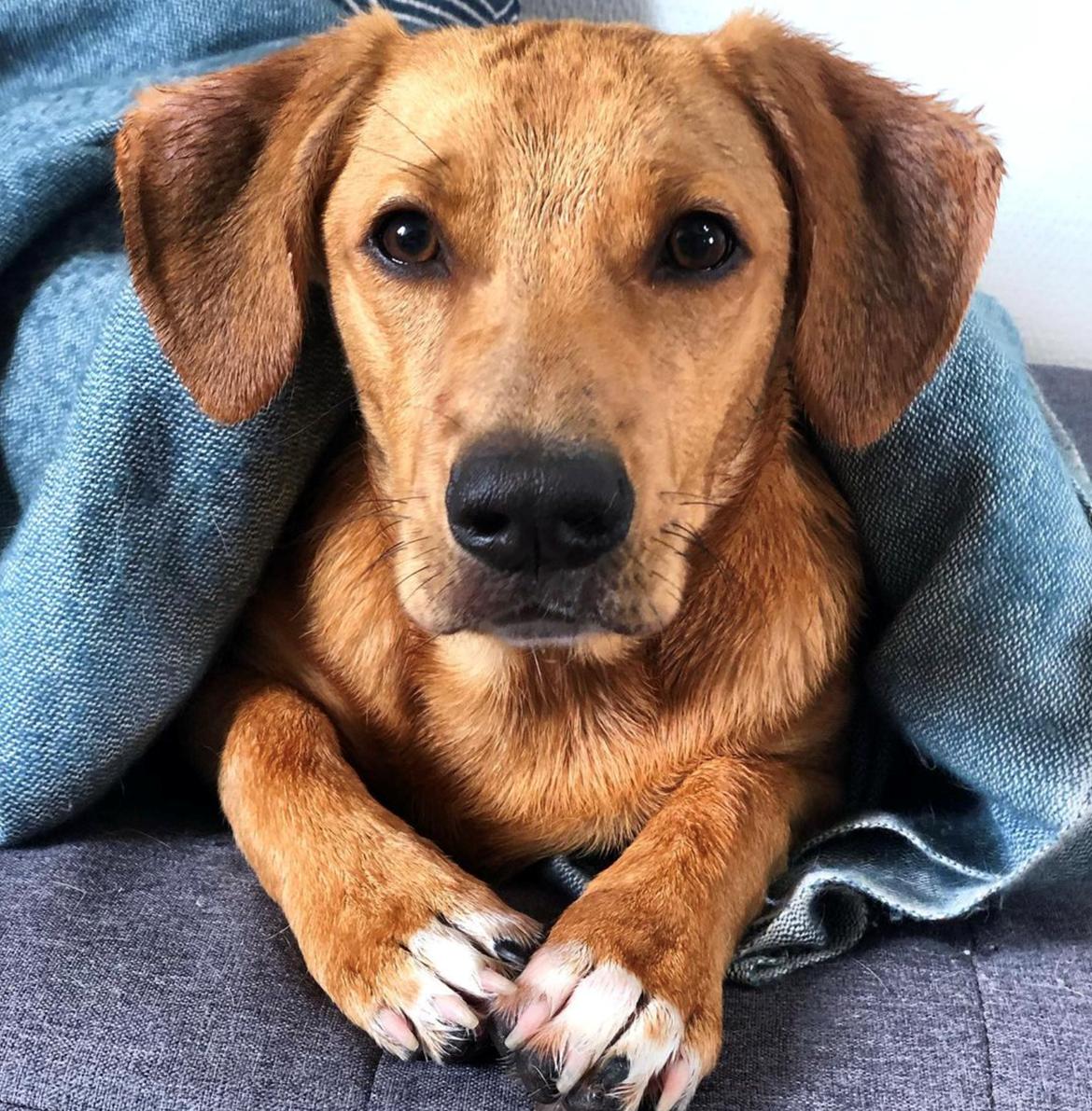 Blanding af racer Robbie billede 1