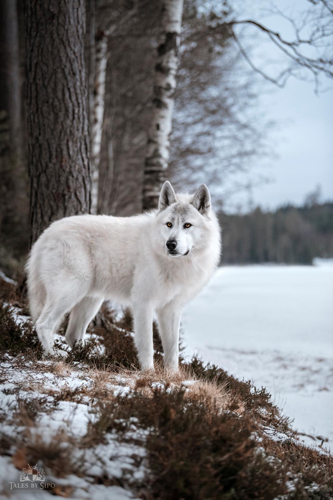 Blanding af racer Kodiak - foto: Tales by Sipo billede 9