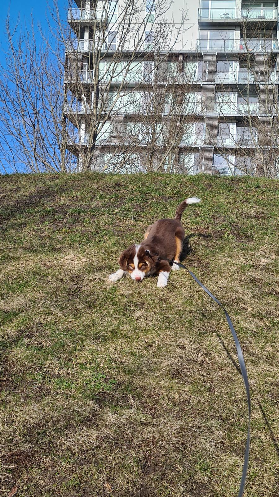 Miniature American Shepherd Enya - 23-2-22: 17 uger gammel. billede 24