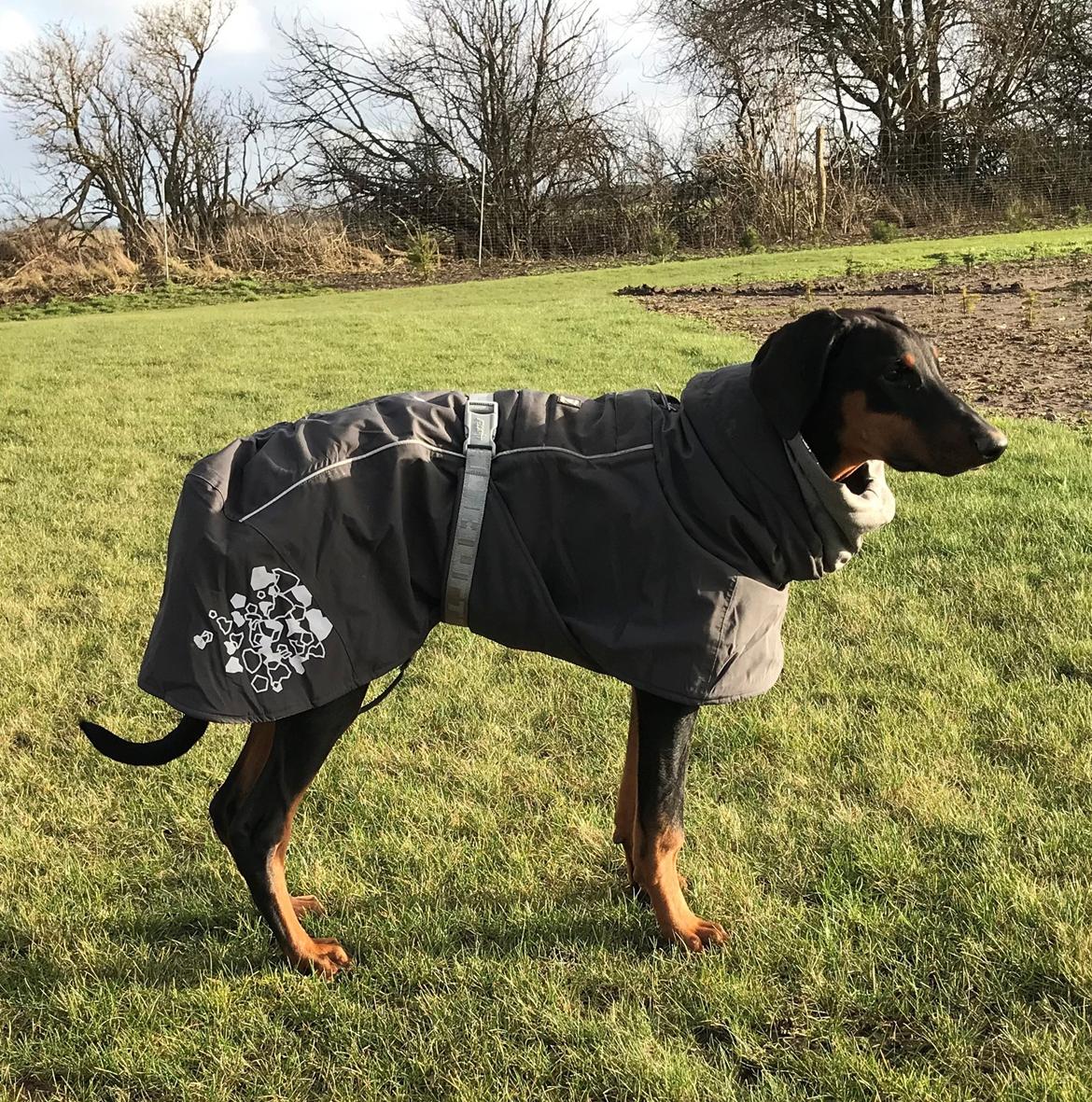 Dobermann Penny von Engelhardt - 5 mdr  billede 5