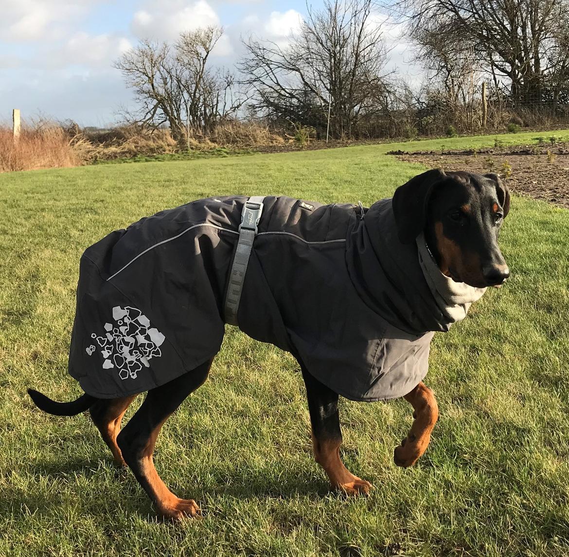 Dobermann Penny von Engelhardt - 5 mdr - nu kommer jeg :-) billede 4