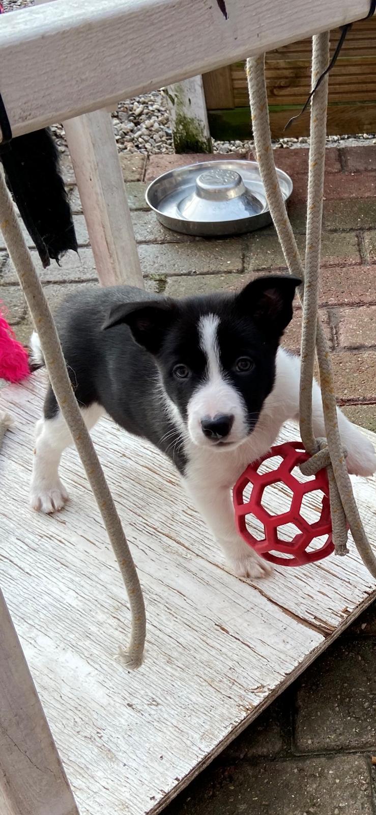 Border collie Miley billede 1