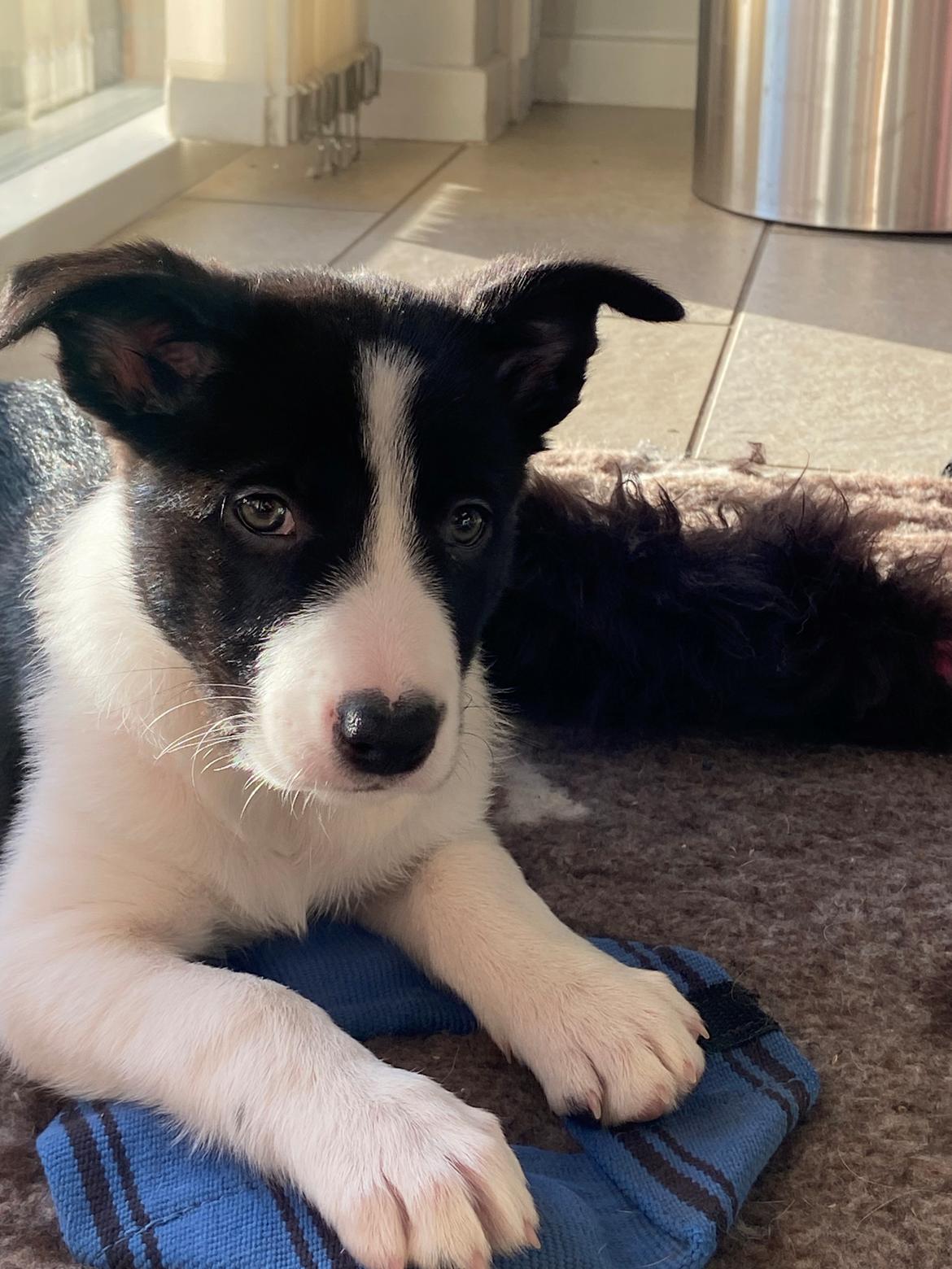 Border collie Miley billede 3