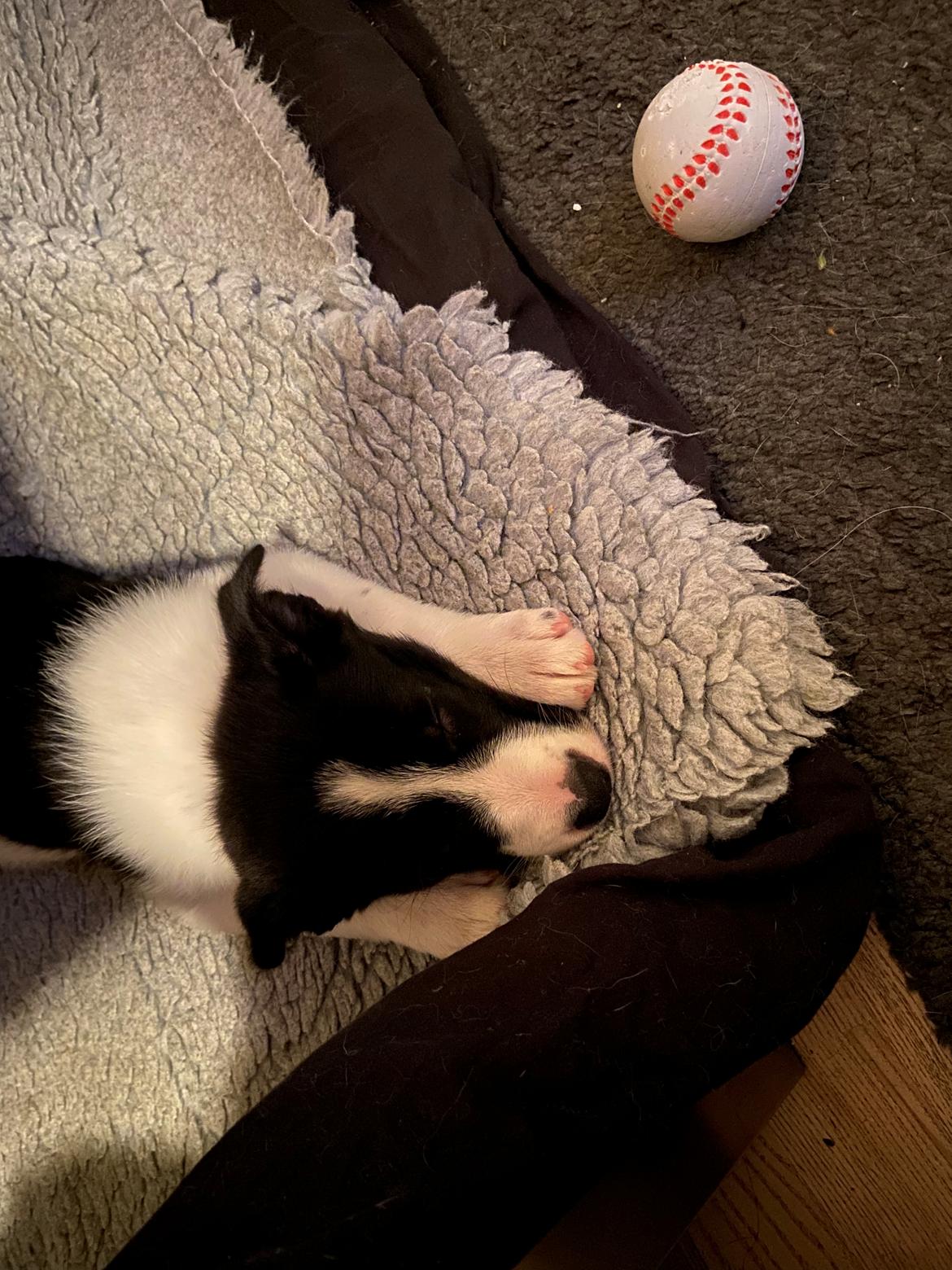 Border collie Miley billede 5