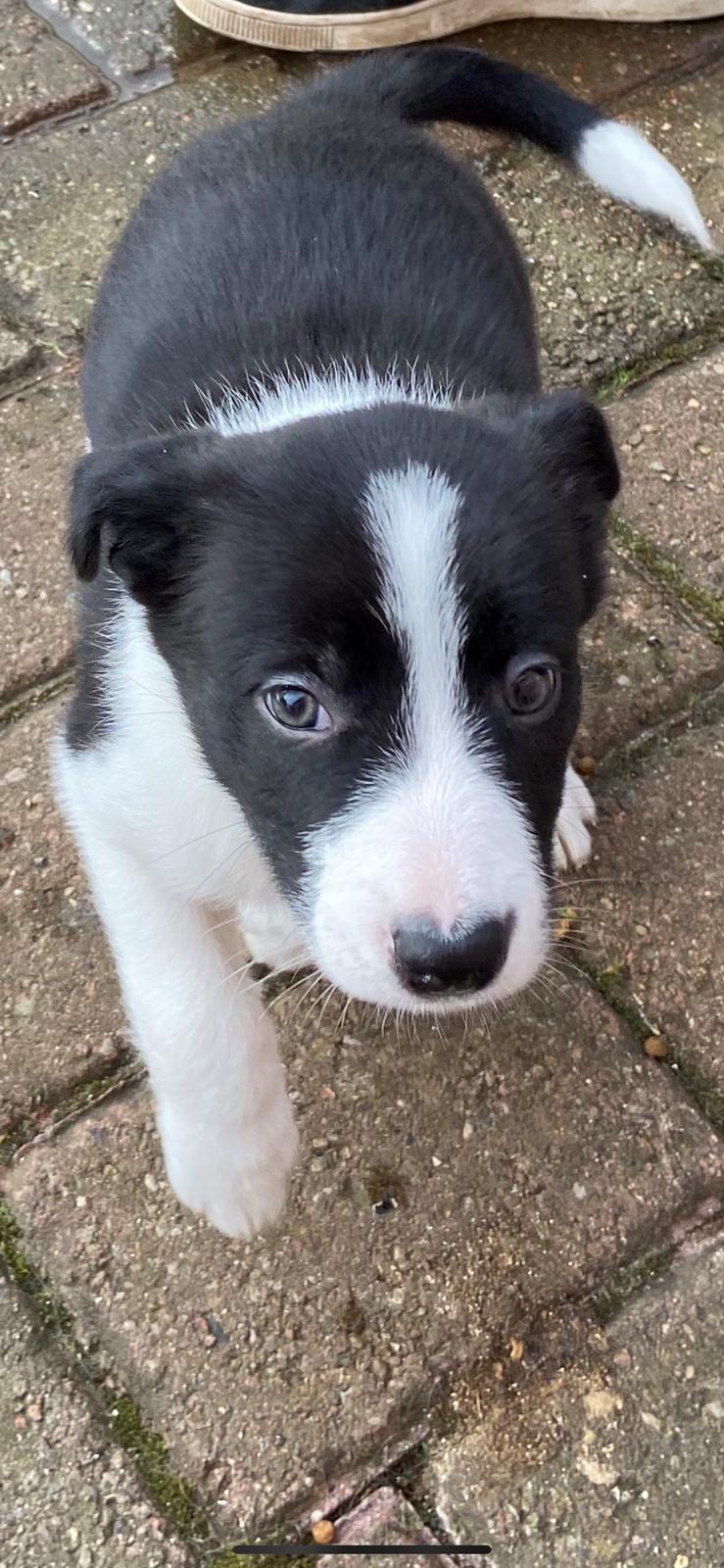 Border collie Miley billede 6
