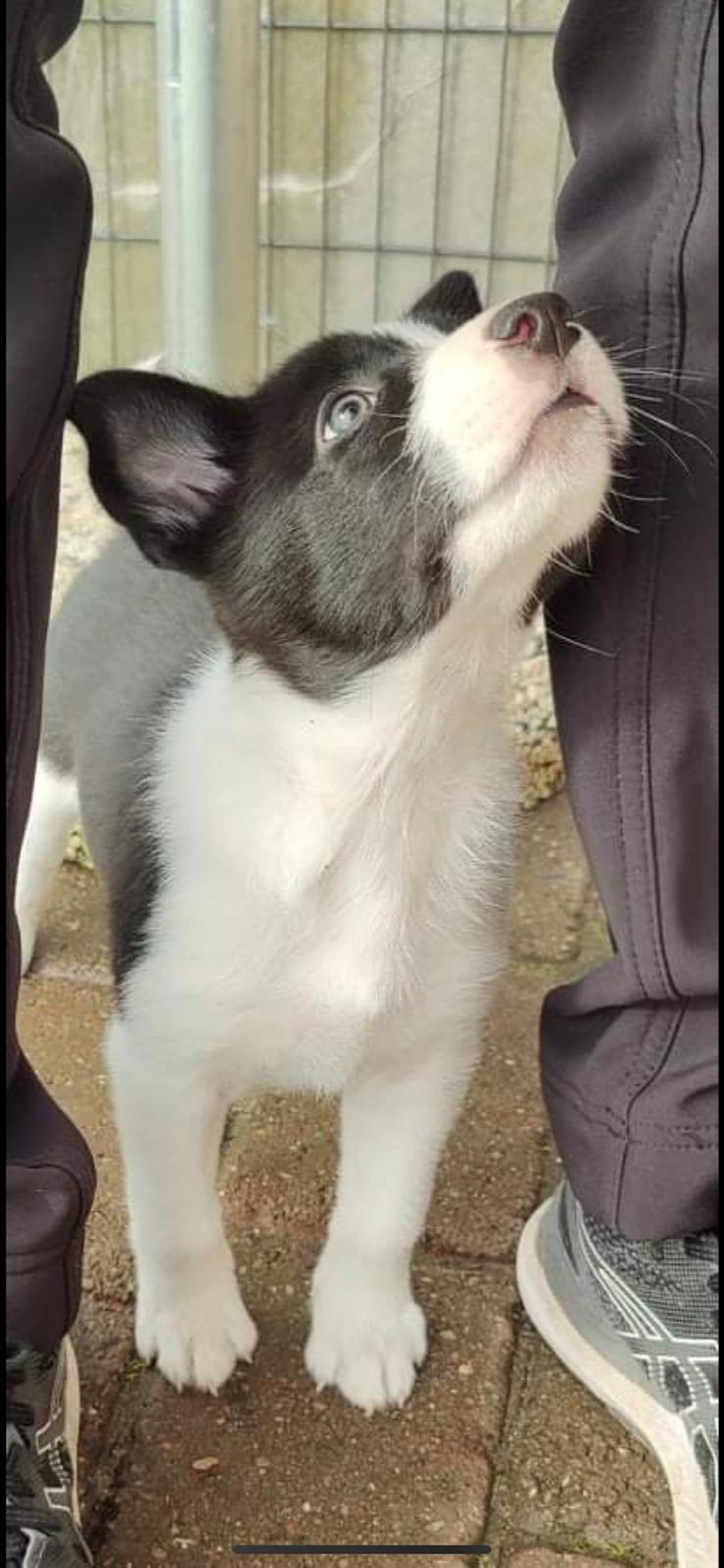 Border collie Miley billede 2