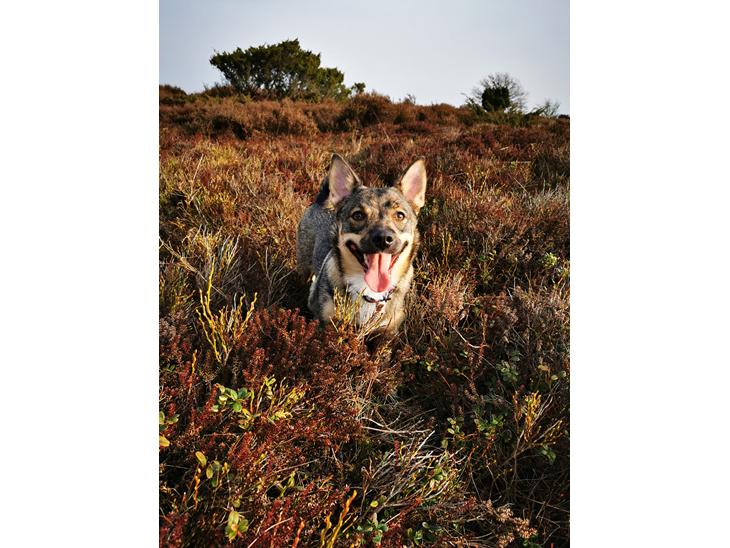 Västgötaspids Unni - Unni 1 år ❤️🇩🇰 billede 0