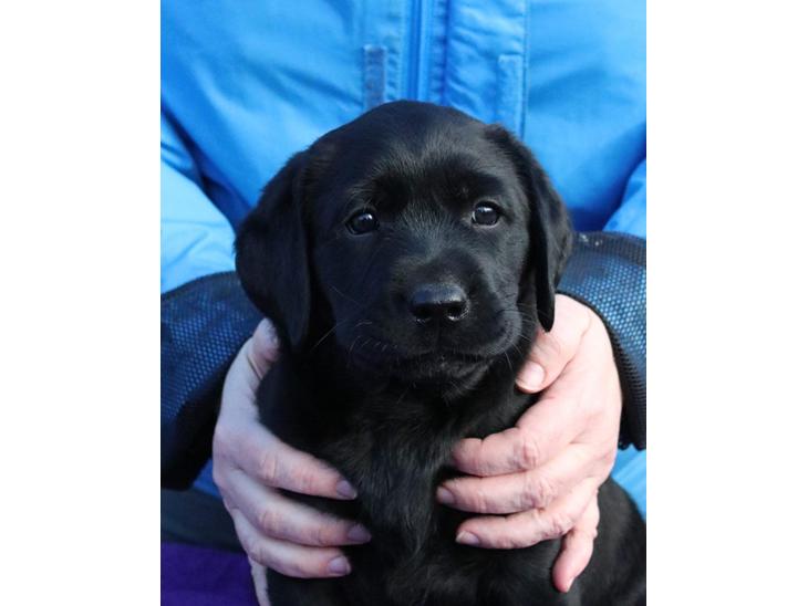 Labrador retriever Glorylines Hot In Heels (Hollie) billede 1