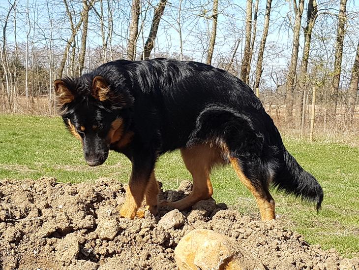 {{currentPhoto.altText}} billede {{currentPhoto.number}}