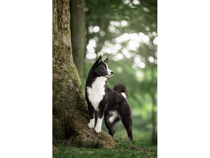 Karelsk bjørnehund Bjørnehusets Maika - Foto: Dyrefotograf Christina Kazimierz billede 1