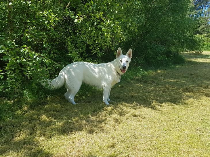 Hvid Schweizisk Hyrdehund Alba billede 1