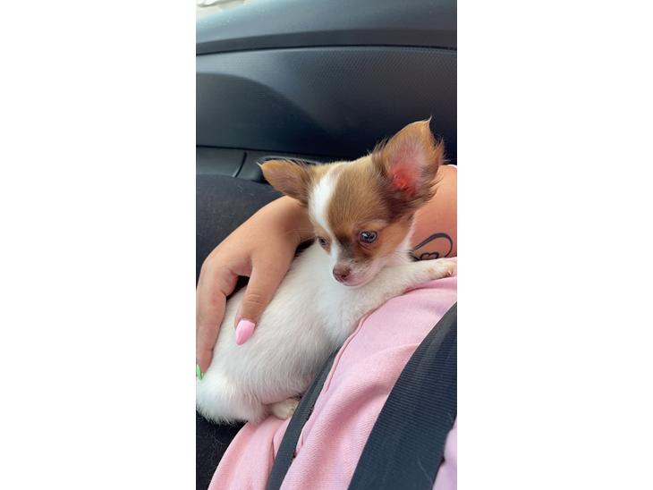 Chihuahua Cody - Det allerførste billede af ham, der er vi på vej hjem💚 billede 1