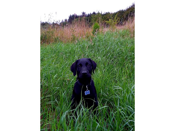 Labrador retriever Svendsen  billede 1