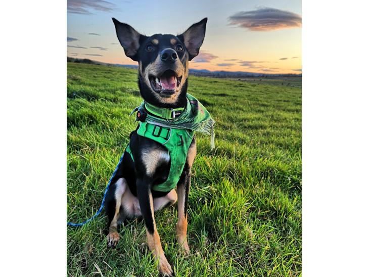 Australsk kelpie Sirius  billede 0