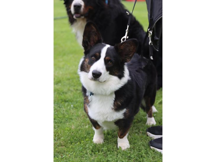 {{currentPhoto.altText}} billede {{currentPhoto.number}}