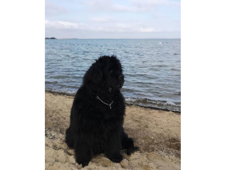 {{currentPhoto.altText}} billede {{currentPhoto.number}}