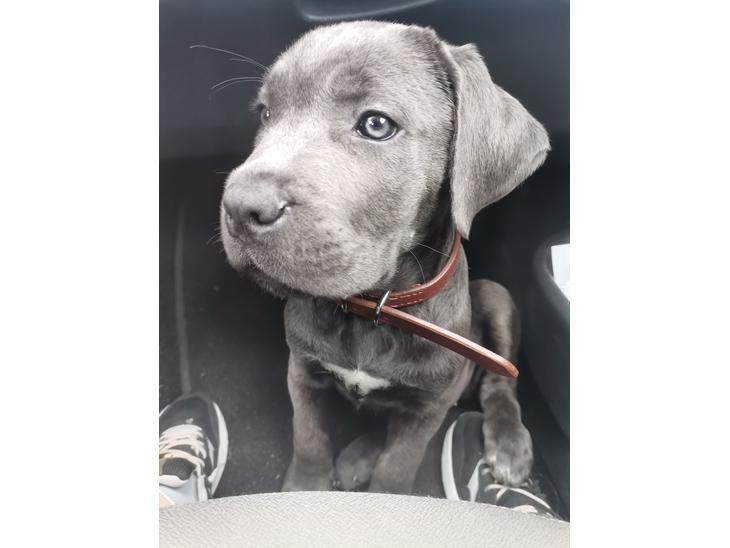 Cane corso Blue billede 1