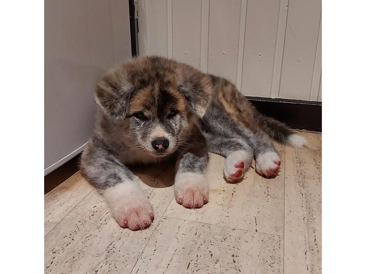 Akita inu Sachihiro Go - første dag i hjemmet, efter en lille flyvetur til Danmark  billede 3