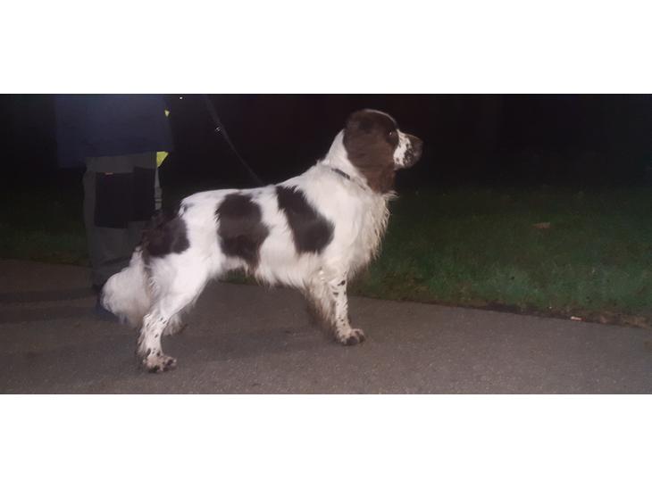 Engelsk springer spaniel Jackson  billede 1