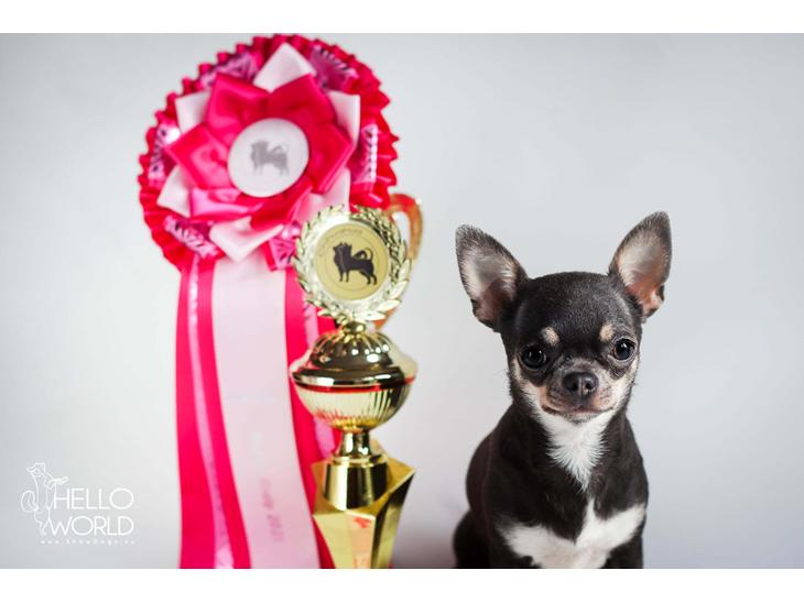 Chihuahua CH. Hello World Clicker Trained Raptor billede 1
